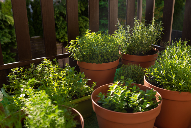 Growing popular herbs in containers