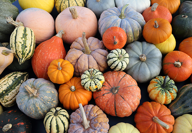 various varieties of fall pumpkins