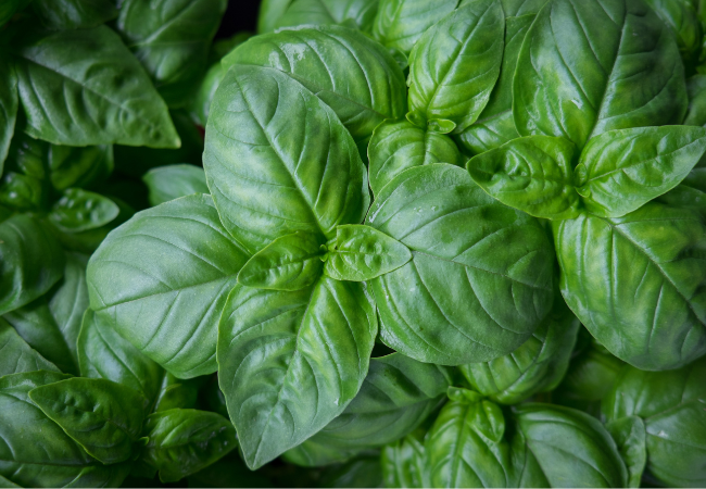 Fresh basil