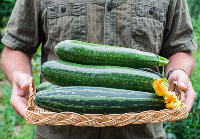 End of summer zucchini harvest