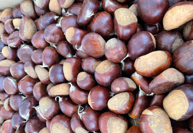 A bin full of fresh chestnuts at Minazzoli Farms
