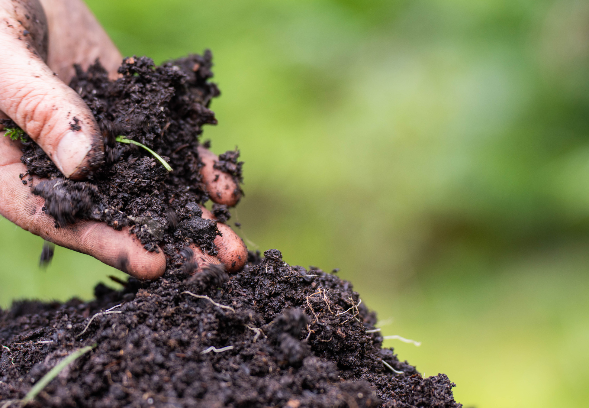 Farmer examining healthy soil with regenerative farming practices.