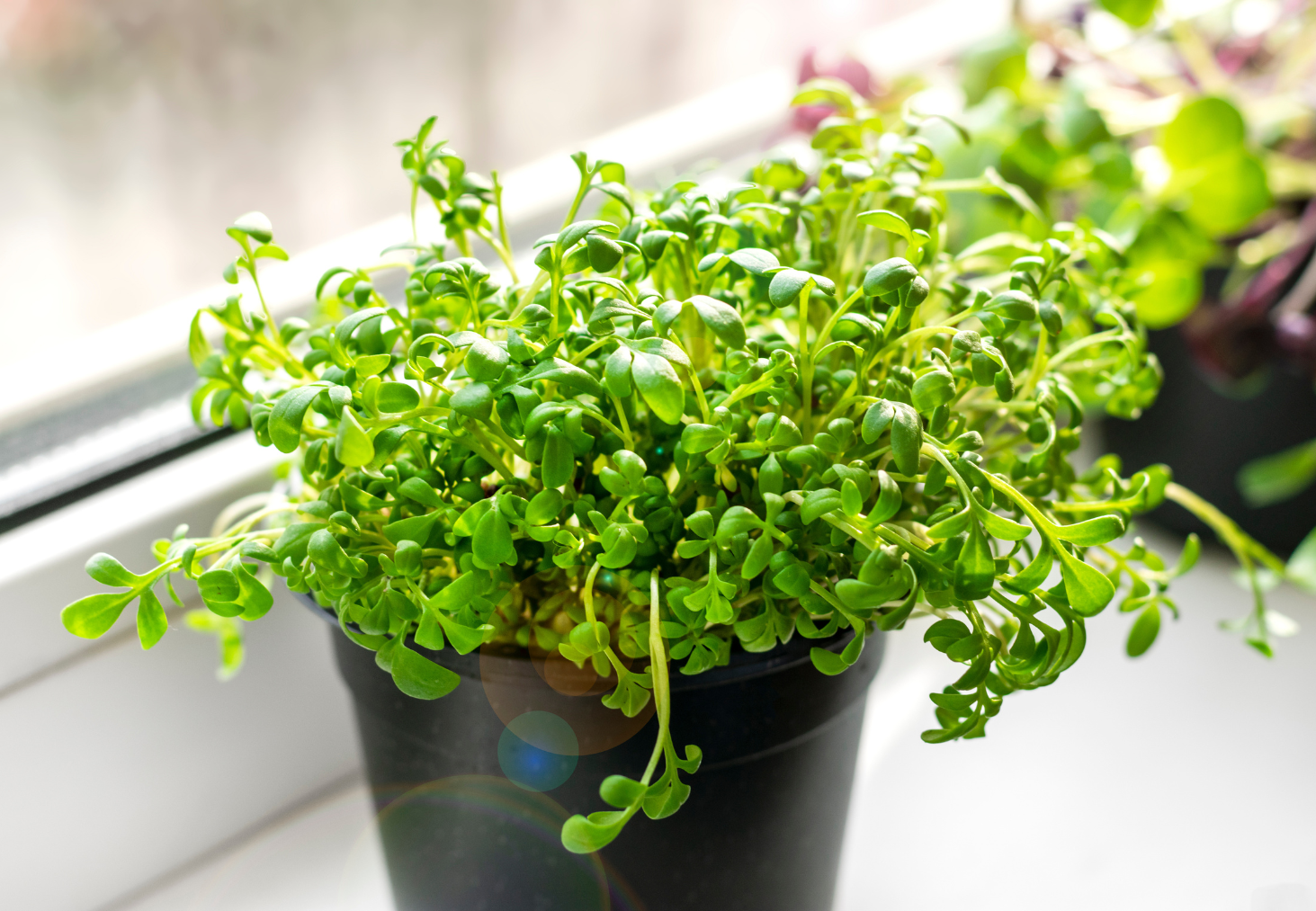 Watercress growing in a pot on window sill