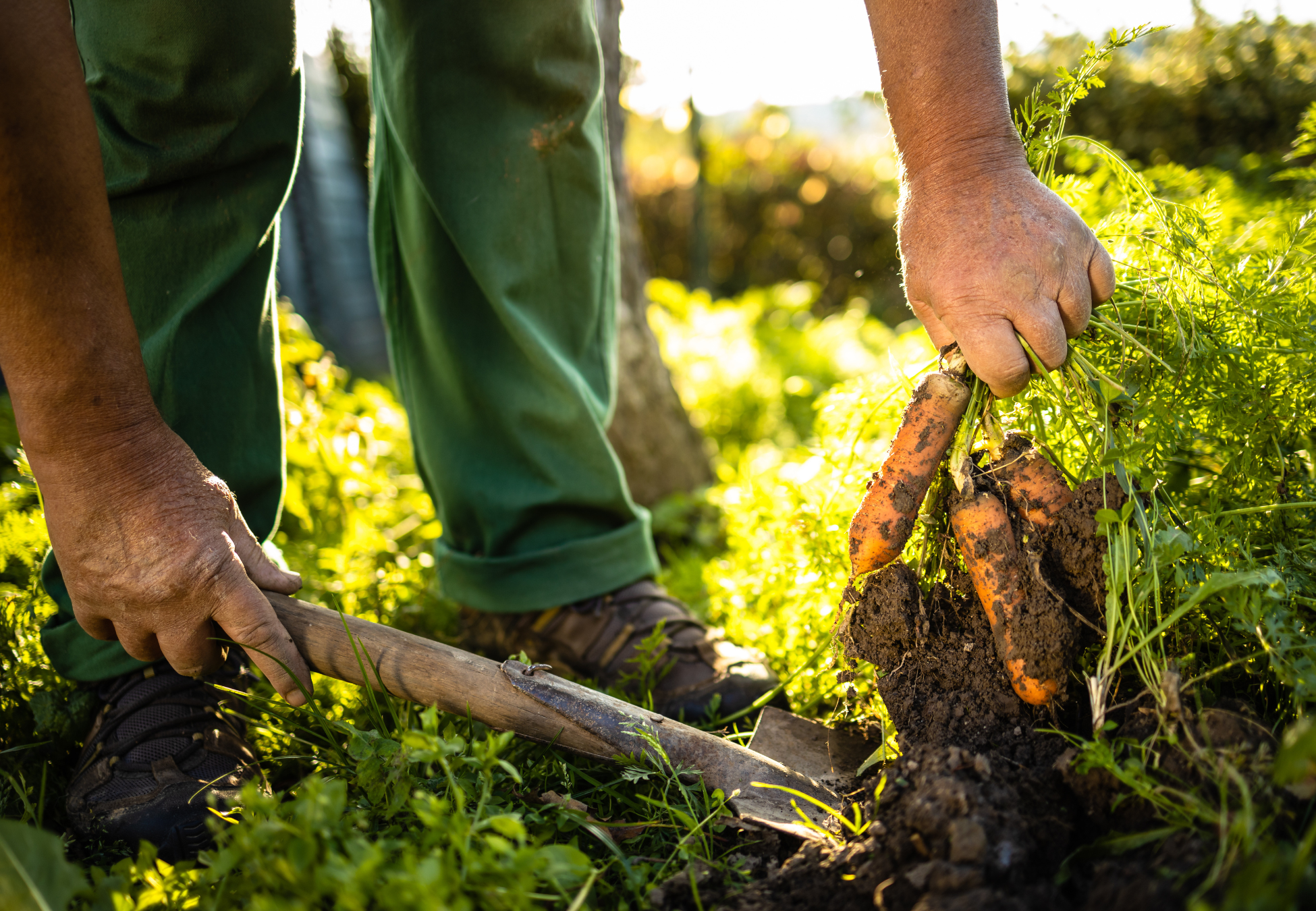 Farmer harvesting carrots from the soil that uses regenerative practices