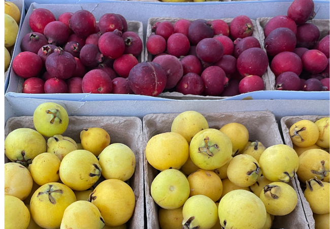 Display of cherry and lemon guavas at Borba Family Farms.